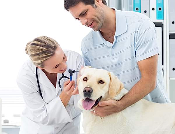 Maya Pet Veteriner Hizmetleri