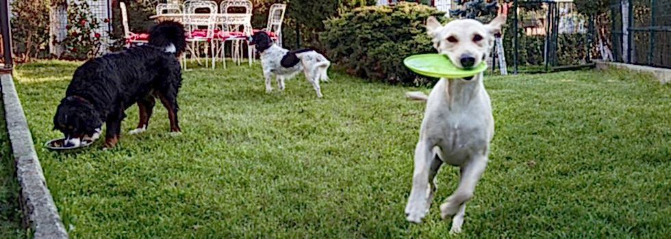 Özgür ve rahat oyun alanları